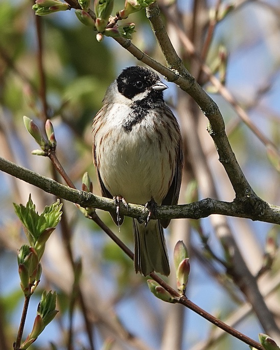 reed bunting